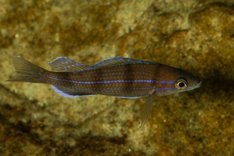 Paracyprichromis sp. 'ammelrooyi' Ikola